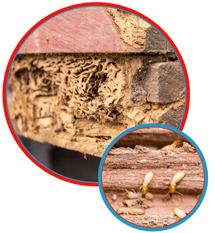 Termite Infestation 