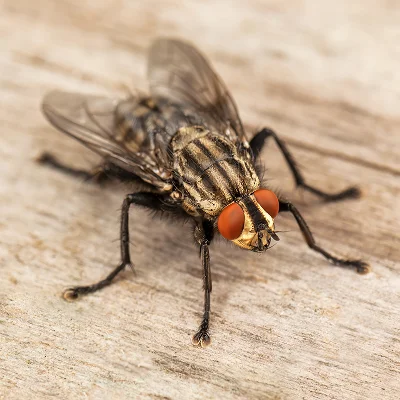 Commercial Fly Management