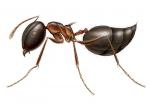 ant