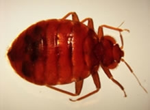 Bed bug