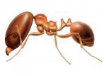 BIG HEADED ANT