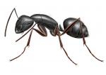 CARPENTER ANT