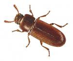flour beetle