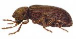DRUGSTORE BEETLE