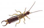 EARWIG