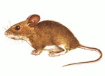 HOUSE MOUSE
