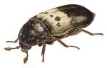 LARDER BEETLE