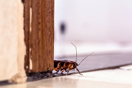Cockroach in Home