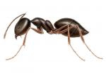 ODOROUS HOUSE ANT
