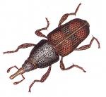 RICE WEEVIL