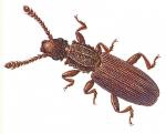 SAW-TOOTHED GRAIN BEETLE