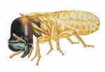 SUBTERRANEAN TERMITE