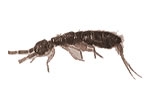 SPRINGTAIL