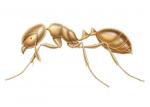 THIEF ANT