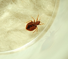 bed bug