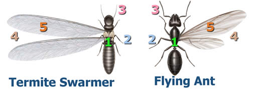 Termite vs ants