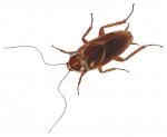 American cockroach