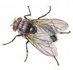 BLUEBOTTLE FLY