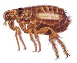 Cat Flea
