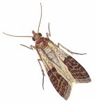 INDIAN MEAL MOTH