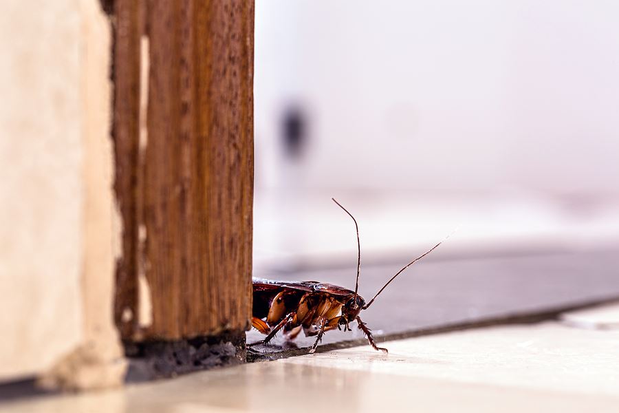 Types of Roaches Found in NC & VA Homes Commonwealth Exterminators