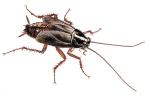 ORIENTAL COCKROACH
