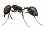 PAVEMENT ANT