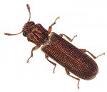 POWDERPOST BEETLE