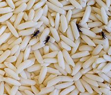 Pantry Pests